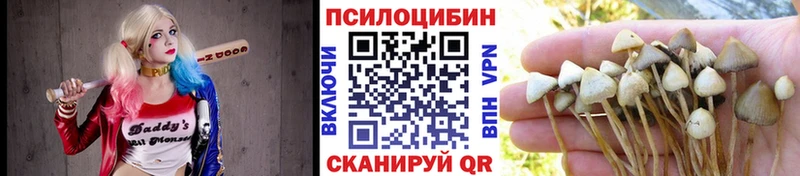 Галлюциногенные грибы Psilocybe мориарти состав Мглин